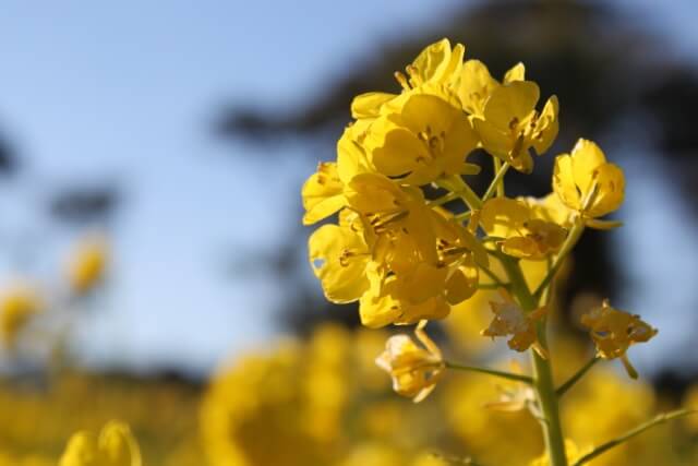 田原市の花 菜の花