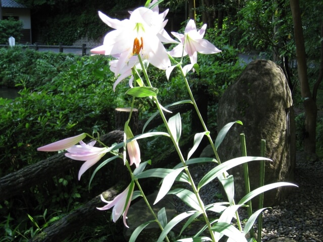 八百津町の花ササユリ