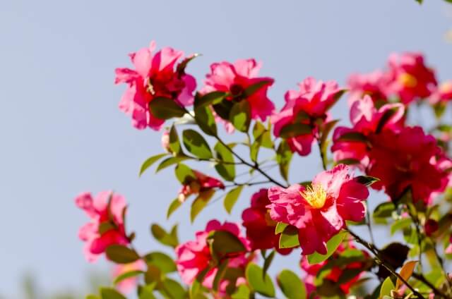 豊山町の花サザンカ