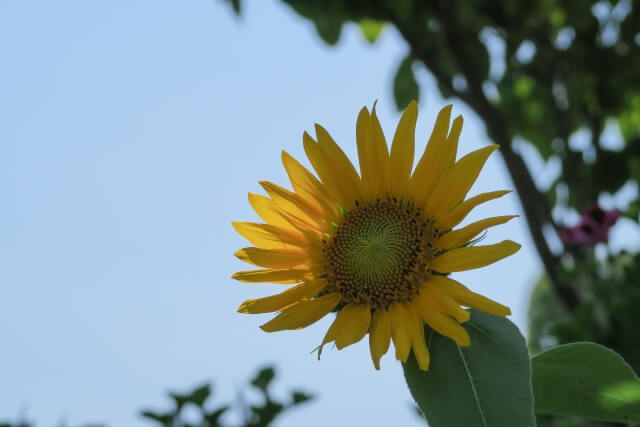 尾張旭市の花ヒマワリ