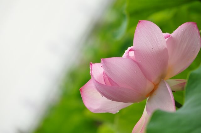 愛西市の花 蓮