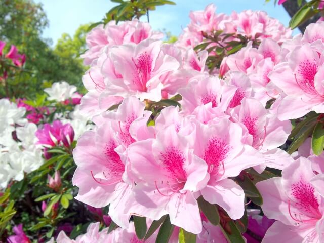 山梨市の花つつじ