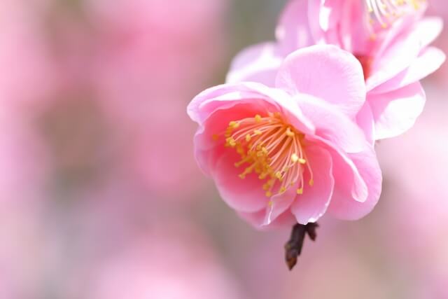 都留市の花ウメ