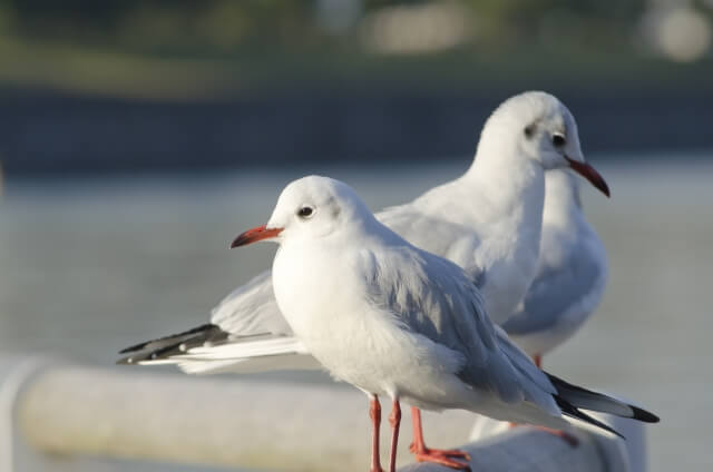 北茨城市の鳥カモメ