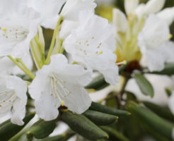 北茨城市の花シャクナゲ