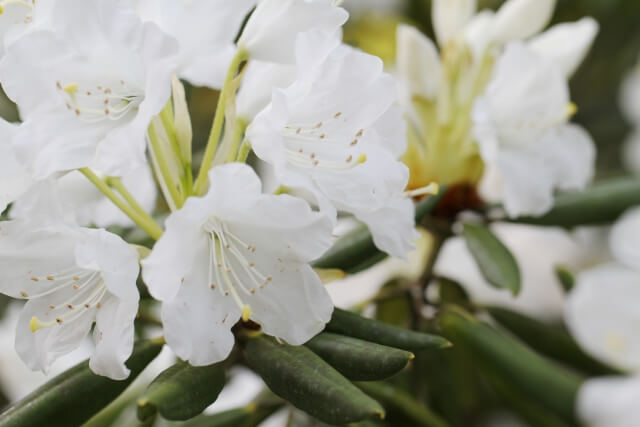 北茨城市の花シャクナゲ