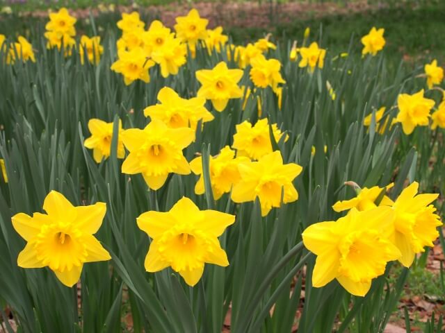 安八町の花スイセン2