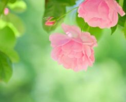 神戸町の花バラ