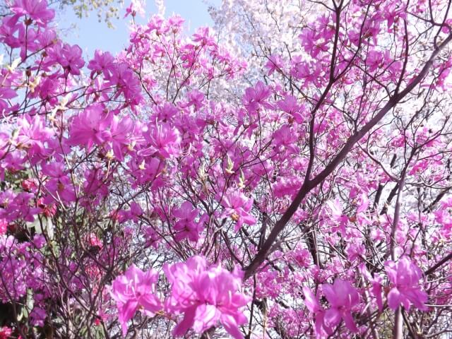 丹波山村の花ミツバツツジ