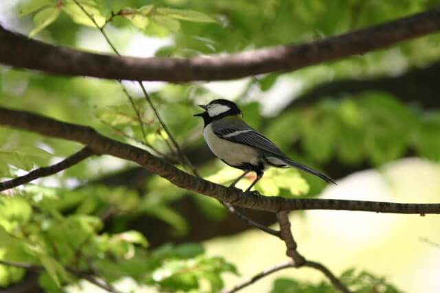西桂町の鳥シジュウカラ
