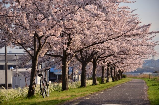 富田林市の桜並木