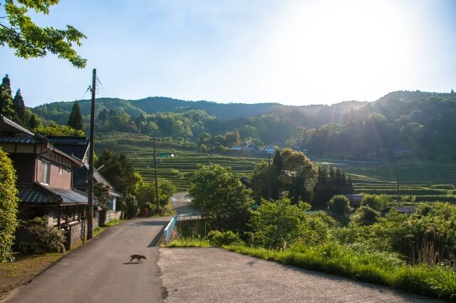 能勢町の長谷の棚田