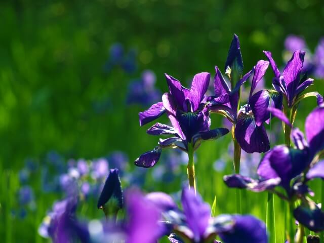 亀山市の花ハナショウブ