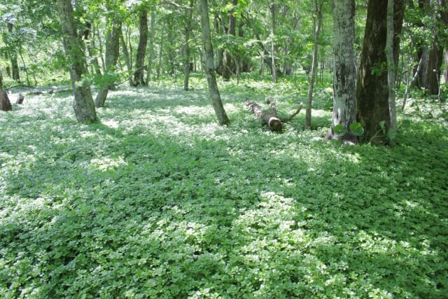 忍野村の花フッキソウ
