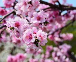 揖斐川町の花ハナモモ2