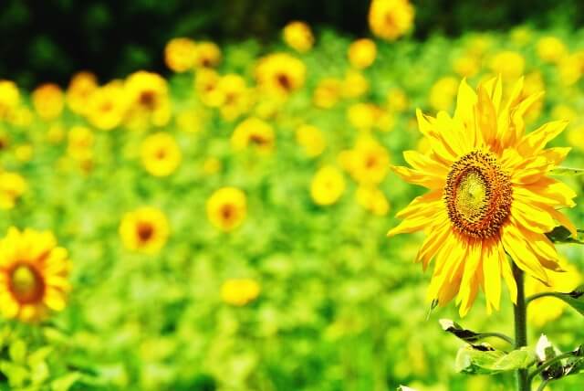 熊取町の花ヒマワリ