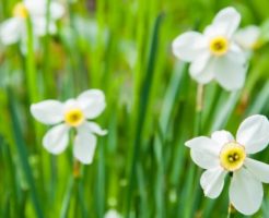 西桂町の花水仙