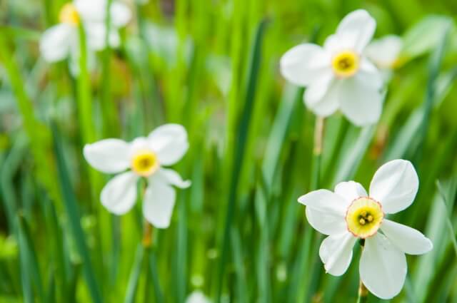 西桂町の花水仙