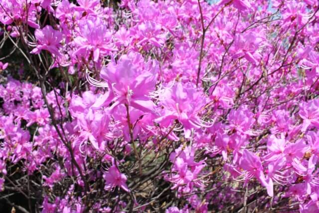 忠岡町の花サツキ