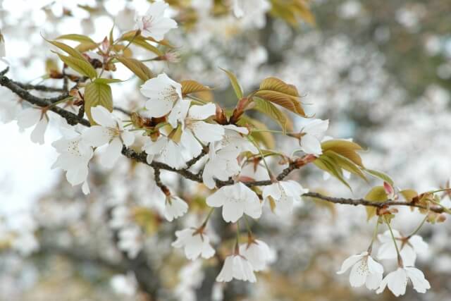 芝山町の木山桜