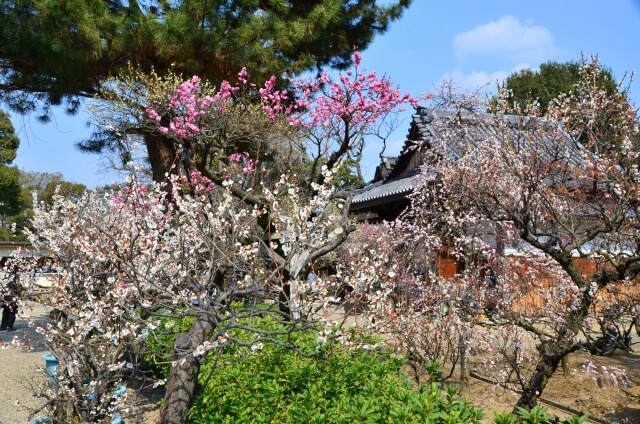 藤井寺市の道明寺天満宮