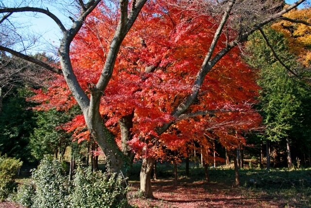 津市の長徳寺紅葉