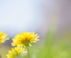 輪之内町の花タンポポ