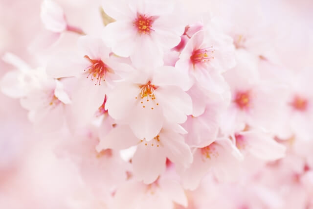 河南町の木 桜