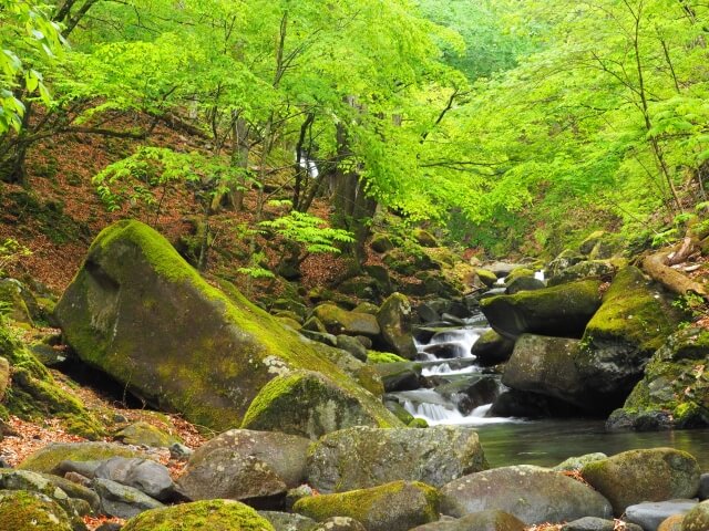 小菅村の渓谷