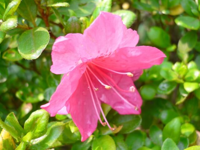 泉大津市の花サツキ