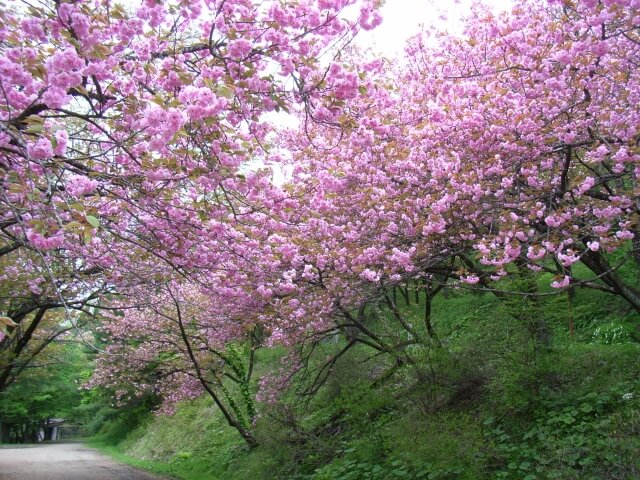 池田町の花ヤマザクラ (2)