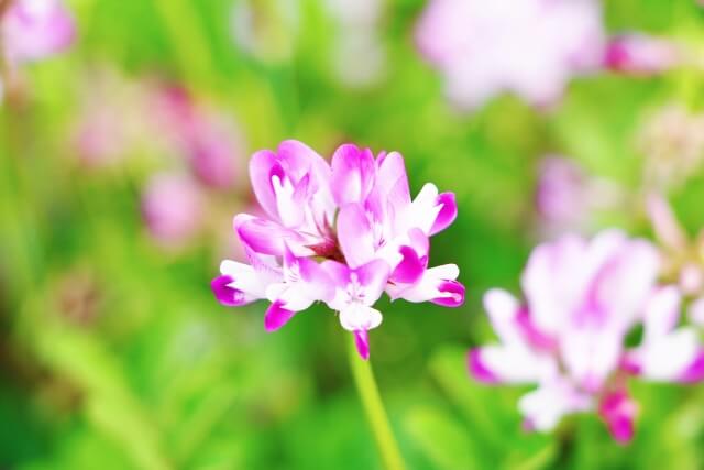 昭和町の花レンゲ