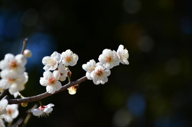 藤井寺市の木ウメ