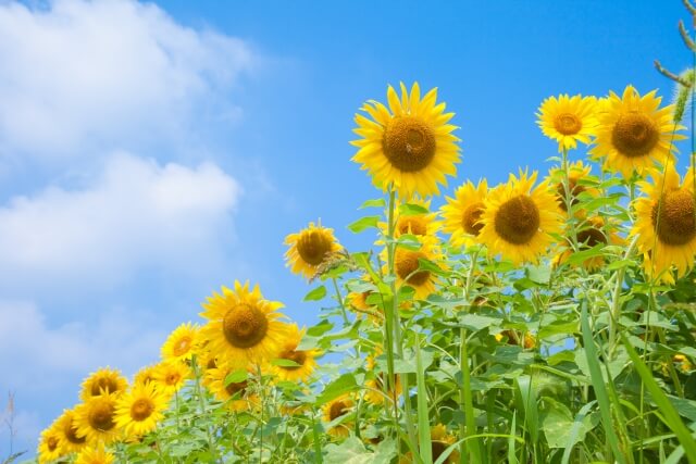 朝日町の花ひまわり