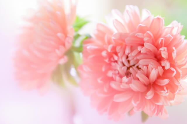吉岡町の花キク