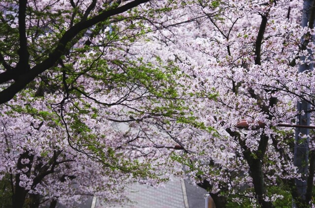 大東市野崎の桜