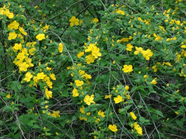 島本町の花ヤマブキ