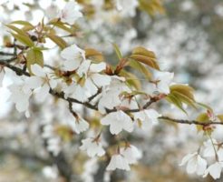 池田町の花ヤマザクラ