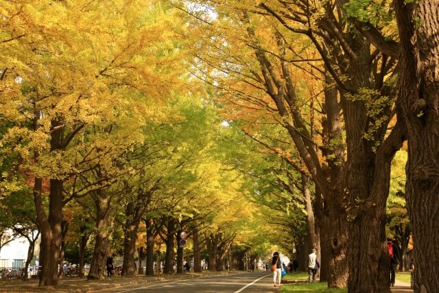 八尾市の木イチョウ