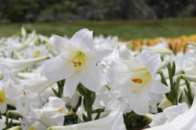 河南町の花ユリ