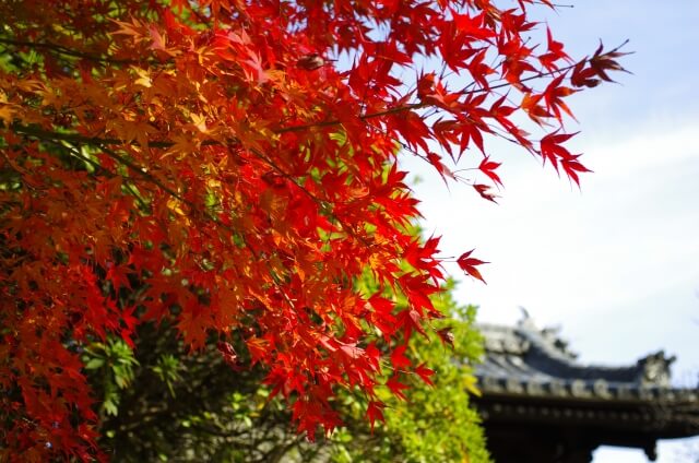 大東市門前の紅葉