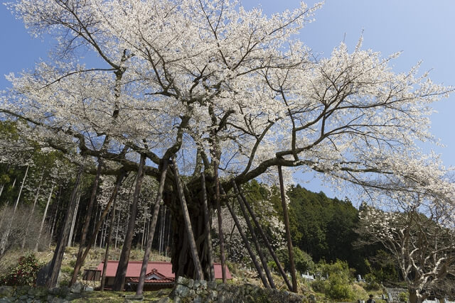 南部町本郷の先年桜