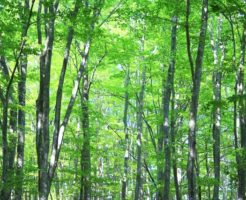 丹波山村の木ブナ