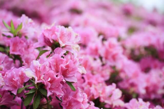 岬町の花ツツジ