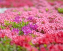大野町の花ツツジ