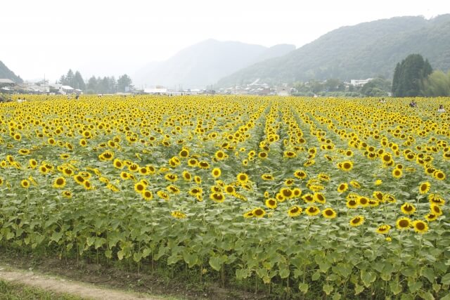 佐用町のひまわり畑