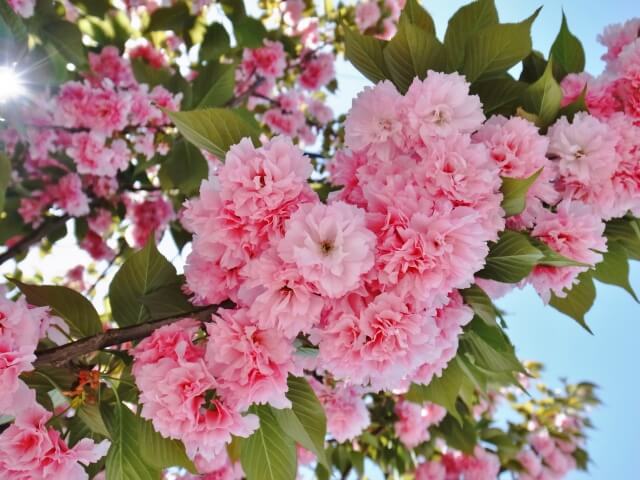 三宅町の花八重桜