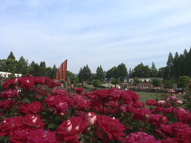 伊丹市の荒牧バラ公園