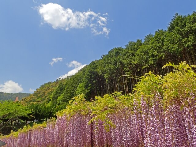 丹波市に咲く藤の花
