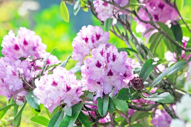 日野町の花シャクナゲ2